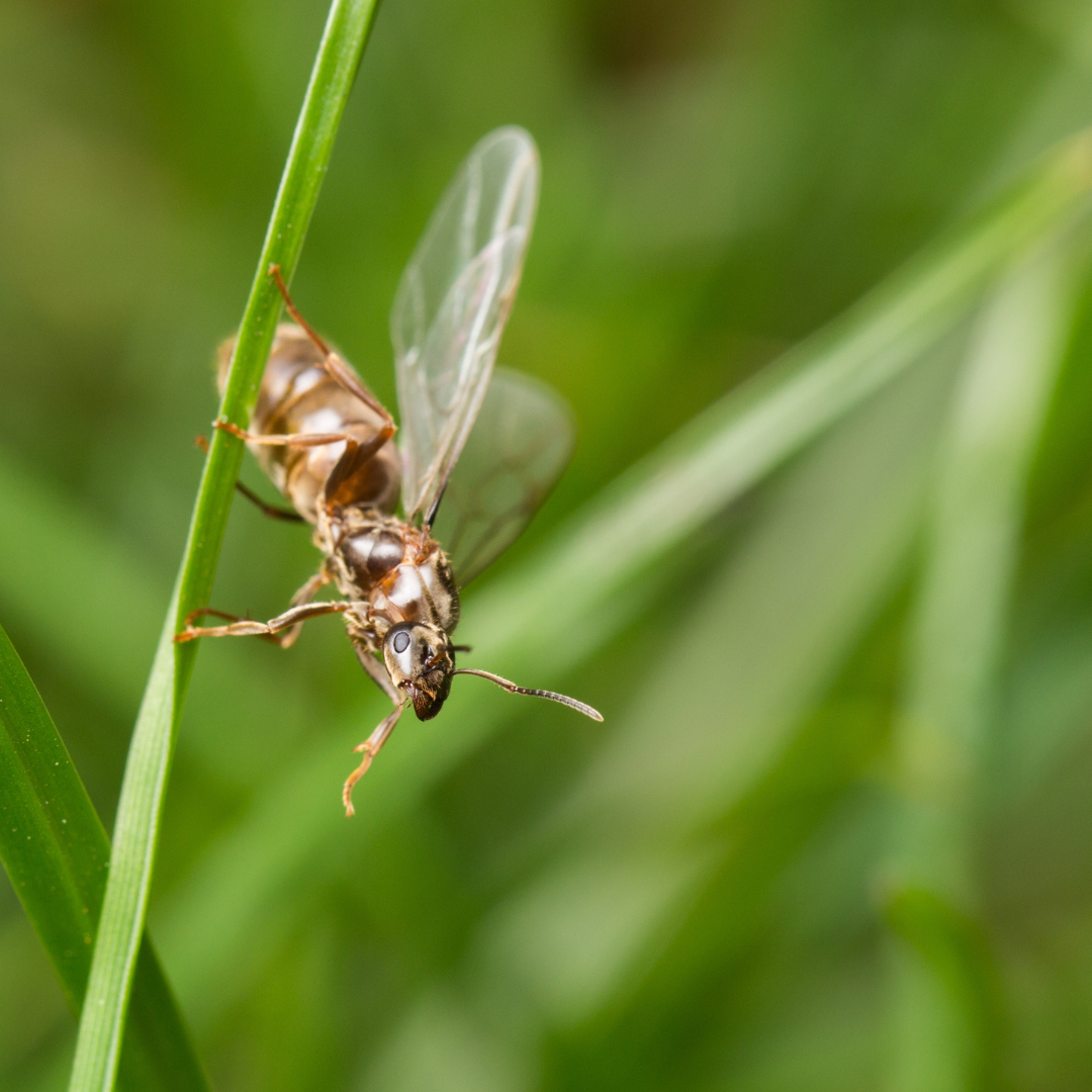 Understanding the Intricate Life Cycle of Ants: From Queen Reproduction to Colony Dynamics