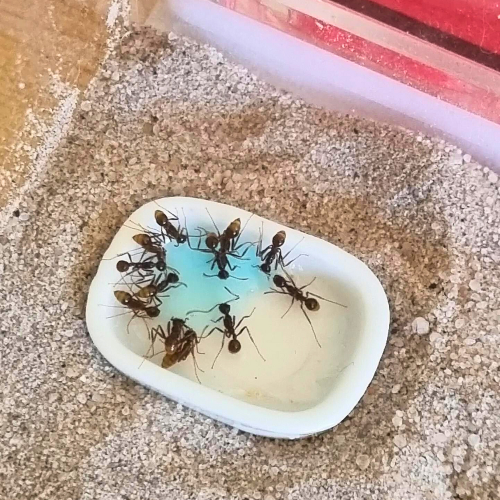 Ceramic Ant Feeding Dish