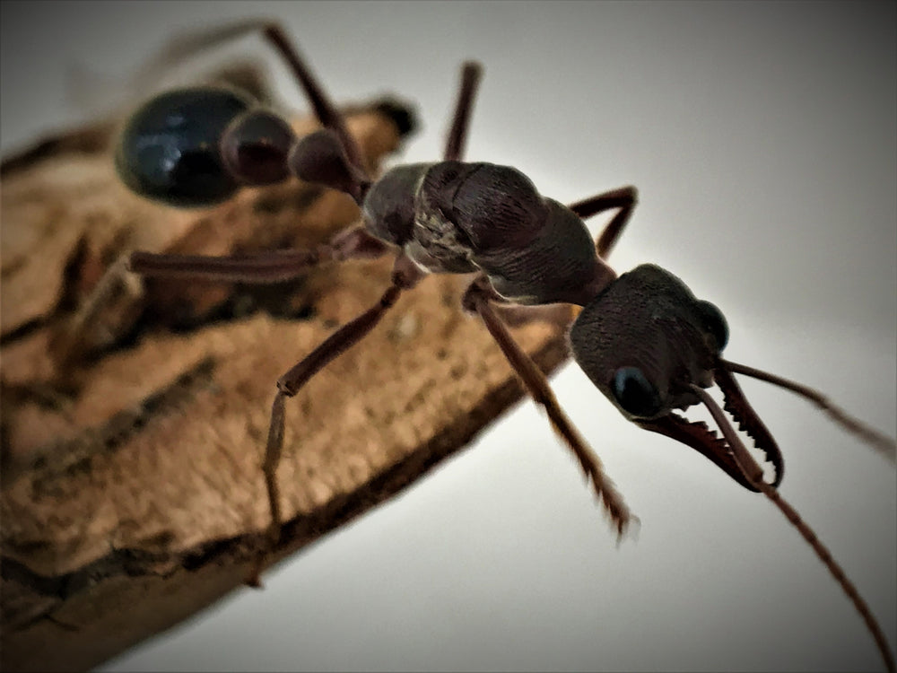 Australian bull ant queen- myrmecia pyriformis