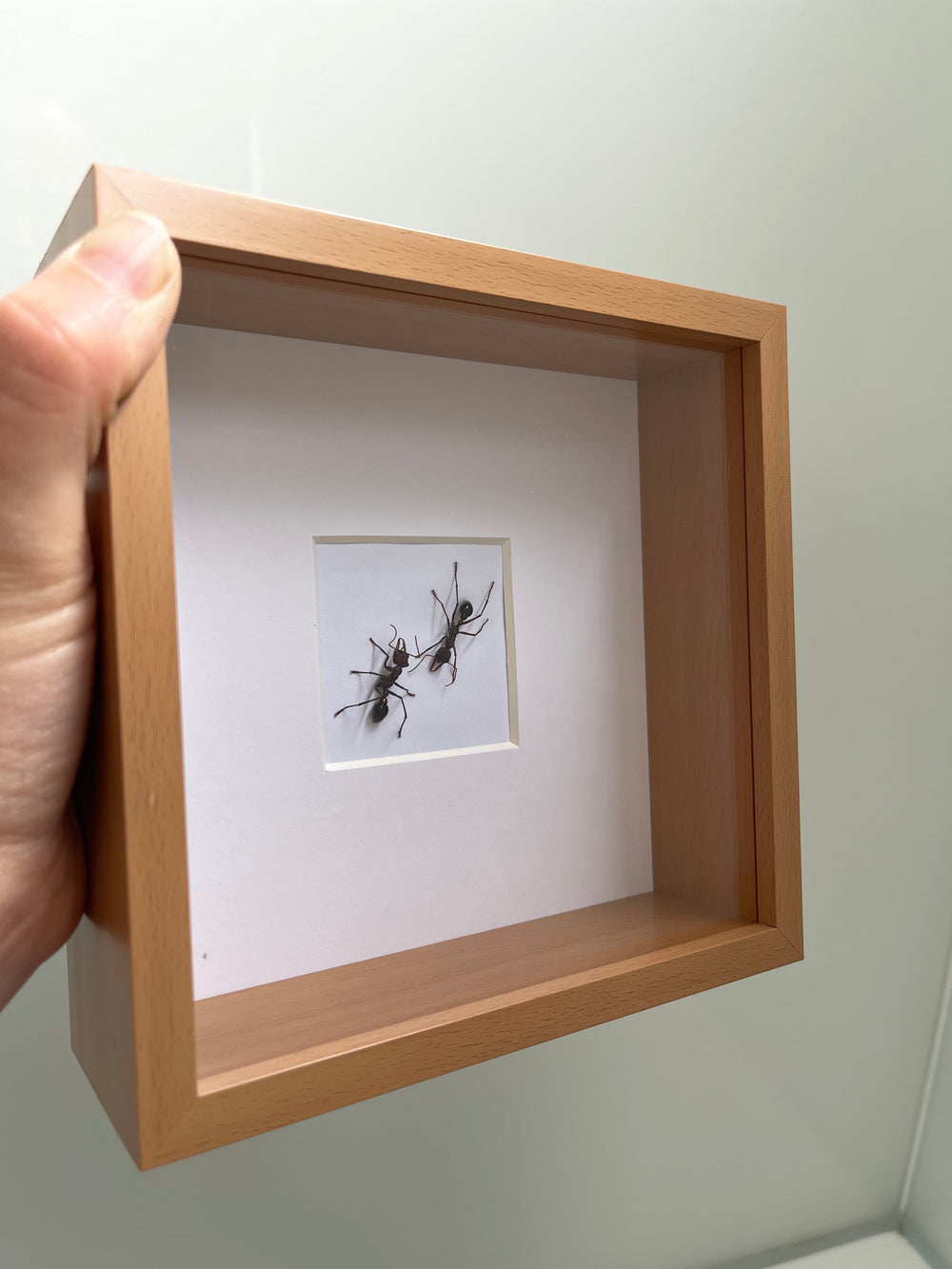 Framed Queen Ant +Worker Specimen- Myrmecia simillima