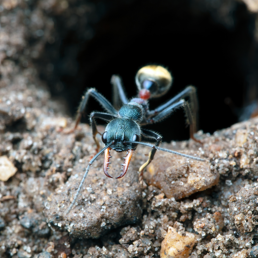 Australia's Ferocious Bull Ants- Keeping Them as Pets Safely – Queen Of ...