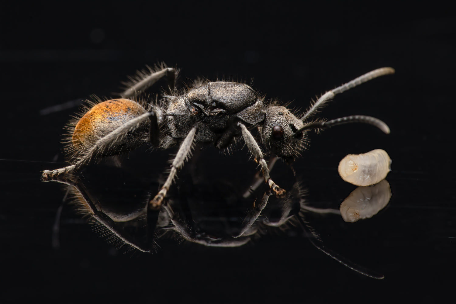 The Astonishing Lifespan of Ant Farms