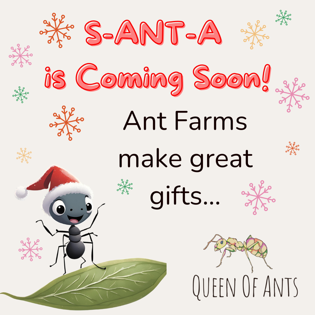 Queen of Ants Christmas Gift Guide: The Ultimate Ant-Keeping Gifts for Kids & Nature Lovers