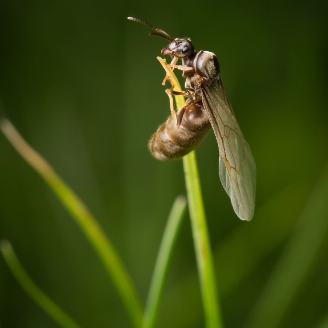 How to Find a Queen Ant in the Wild: A Beginner's Guide