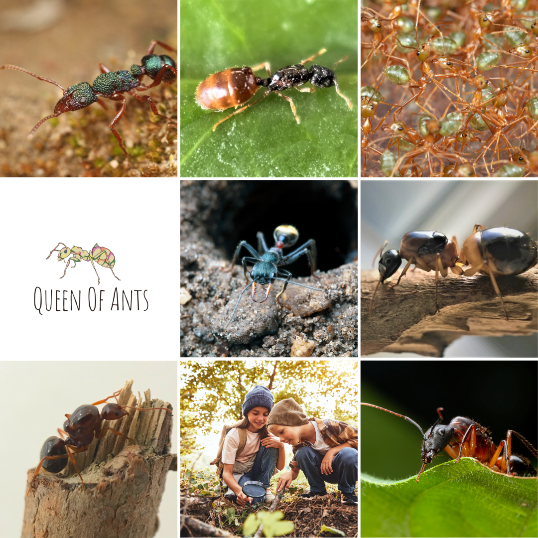 Top 5 Ant Species for Ant Farms (Australia Edition) – Queen Of Ants