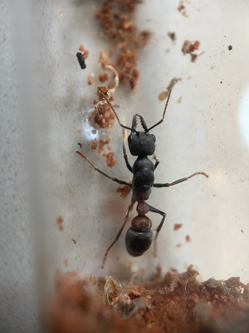 Jumping Bull Ant Queen- Myrmecia varians