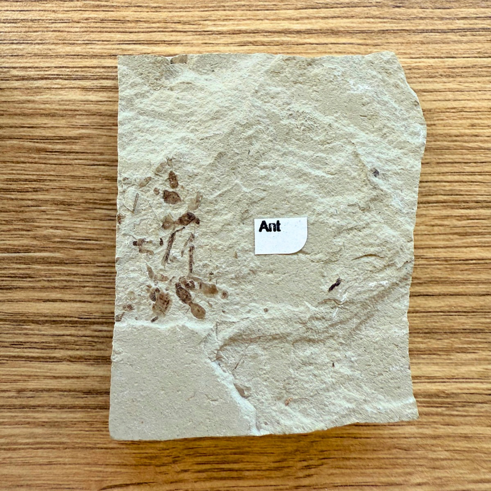 Genuine Eocene Epoch Ant Fossil - Wyong, USA