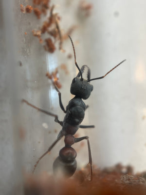 Jumping Bull Ant Queen- Myrmecia varians