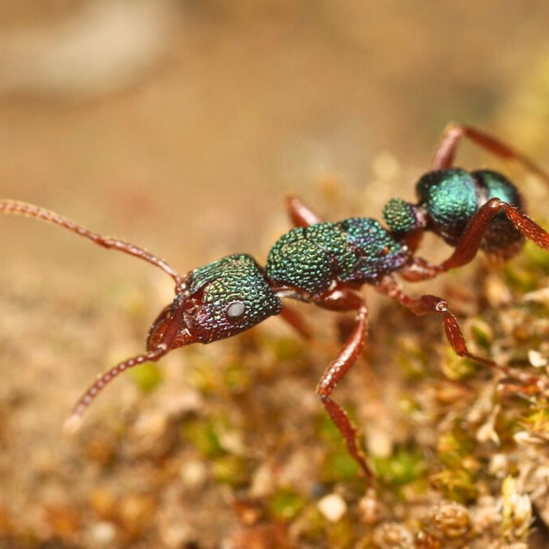 Green Headed Ant Queen- Rhytidoponera Metallica