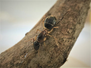 pale legged sugar ant queen- camponotus lownei