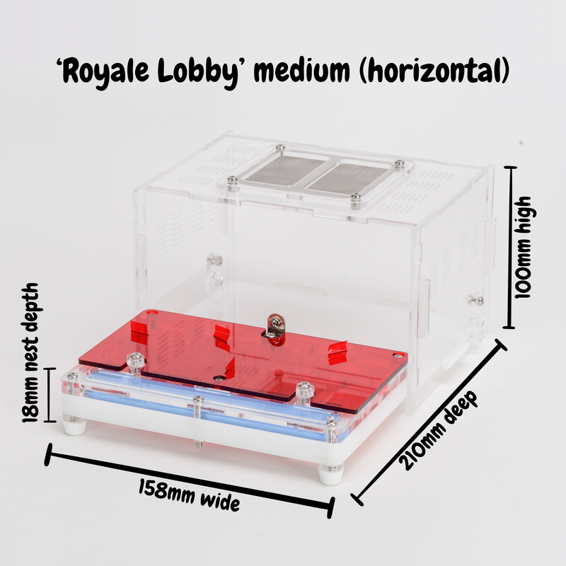 'Royale Lobby' Acrylic Ant Nest Formicarium- Medium