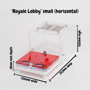 'Royale Lobby' Acrylic Ant Nest Formicarium- Small
