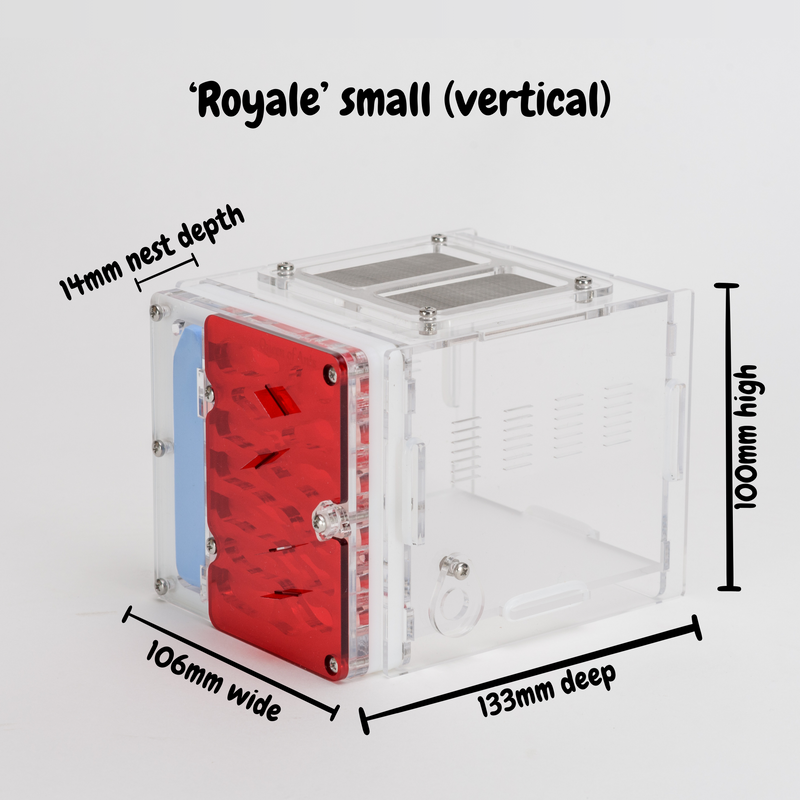 Royale' Acrylic Ant Nest Formicarium- Small