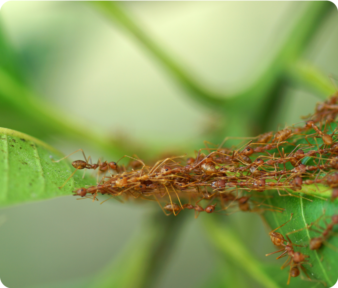Featherweight Long-Tip Ant Tweezers - Everything Ants