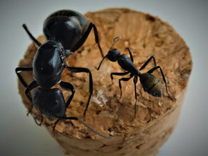 Camponotus Aeneopilosus Ant Queen