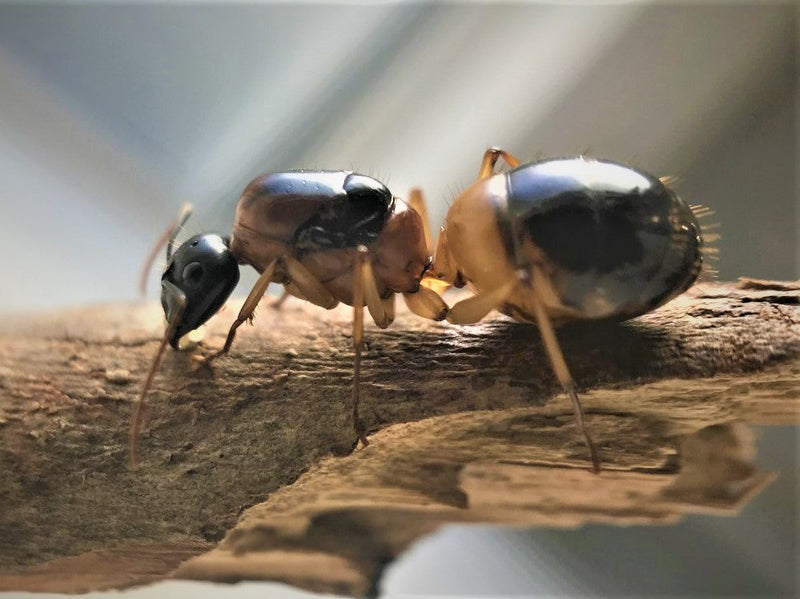 Banded Sugar Ant Queen + 5-10 Workers- Camponotus Consobrinus