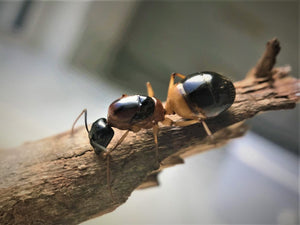 Australian banded sugar ant queen- Camponotus consobrinus