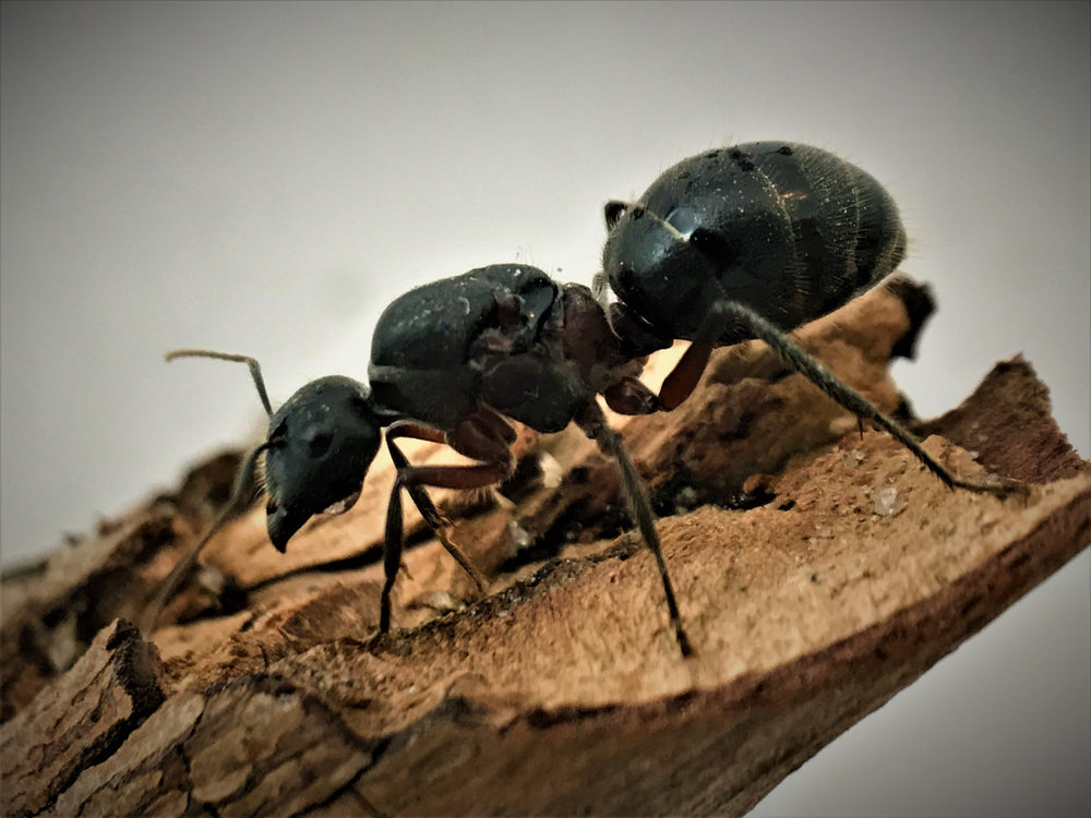 Giant Sugar Ant Queen + 1-2 Workers- Camponotus Intrepidus