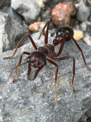 Australian bull ant queen- myrmecia forficata