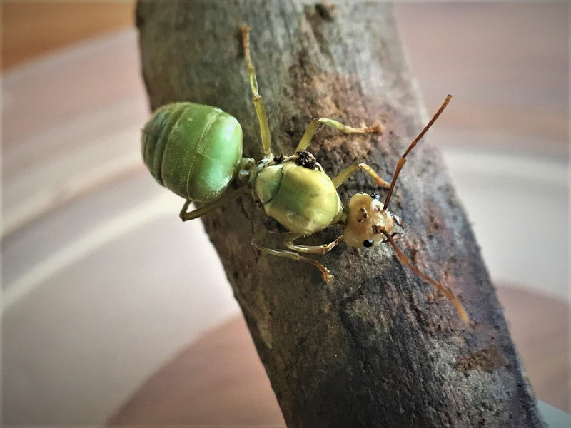 Oecophylla smaragdina queen ant