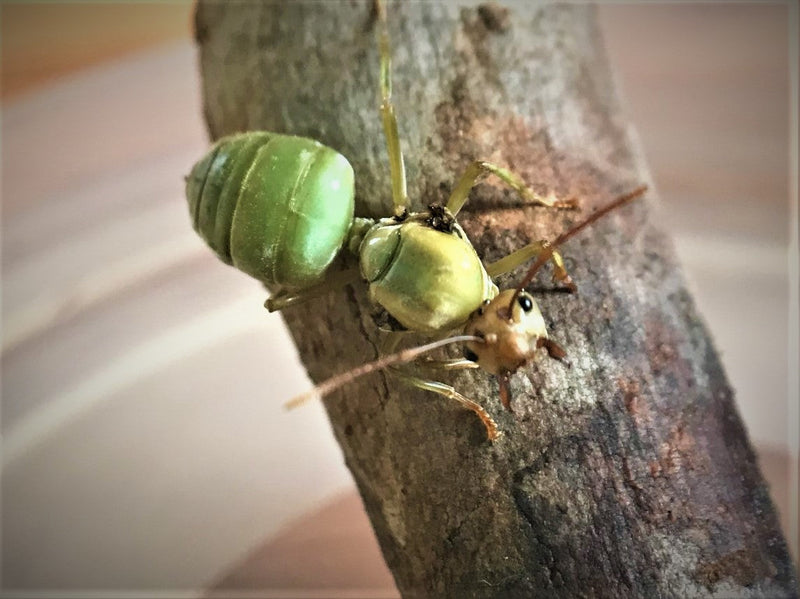 Green Weaver Ant Queen + Workers- Oecophylla Smaragdina