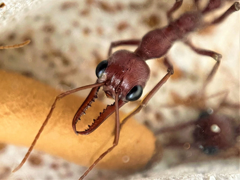 giant red myrmecia bull ant queen- myrmecia brevinoda