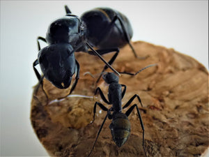 Camponotus Aeneopilosus Queen