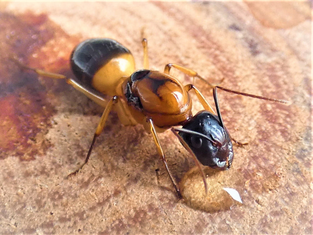 Banded Sugar Ant Queen + 1-2 Workers- Camponotus Consobrinus