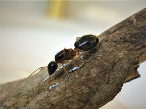 pale legged sugar ant queen- camponotus lownei