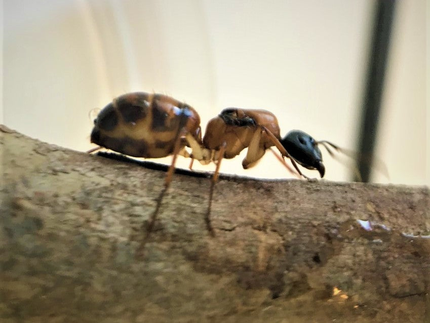 Black headed sugar ant queen- camponotus nigriceps