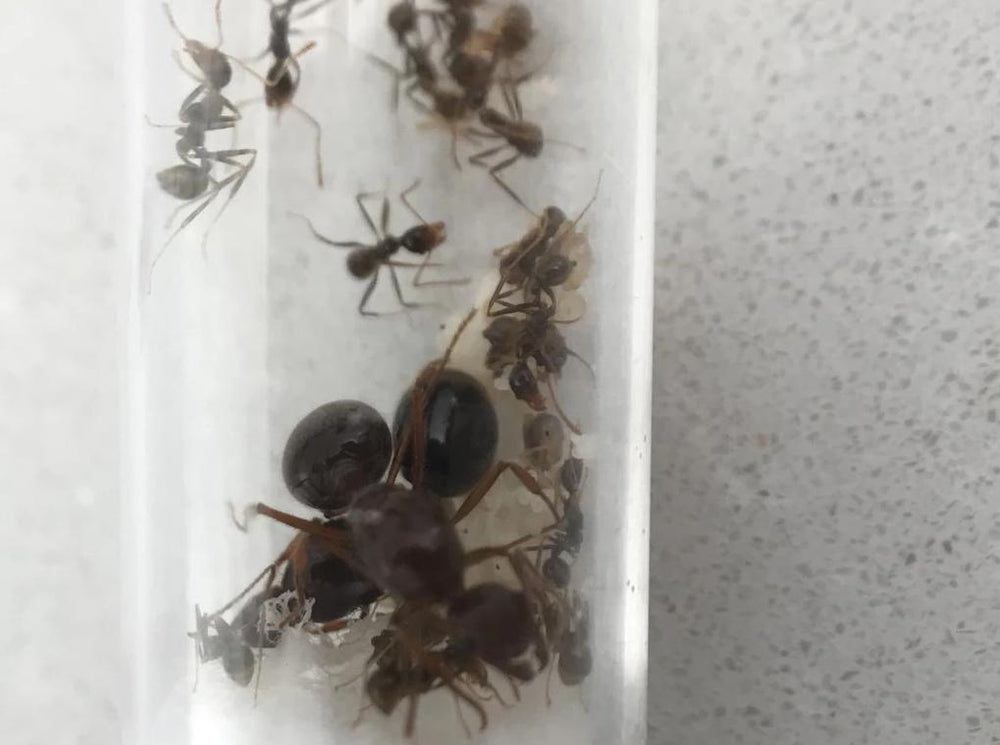 Australian funnel ant- aphaenogastor longiceps colony