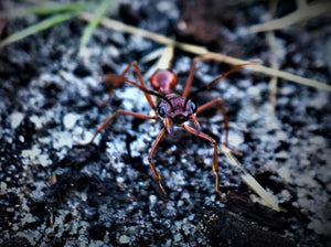 Australian bull ant queen- myrmecia nigriscapa