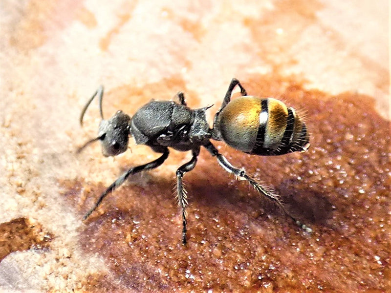 Golden Tailed Spiny Ant Queen- Polyrhachis
