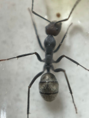 Giant Golden Sugar Ant Queen + 1-4 workers- Camponotus suffusus