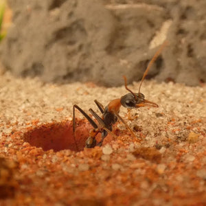 jumping jack queen ant- myrmecia nigrocinta