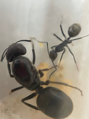 Giant Golden Sugar Ant Queen + 1-4 workers- Camponotus suffusus