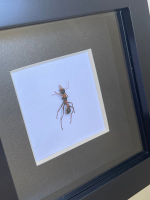 Framed Queen Ant Specimen- Myrmecia nigrocinta