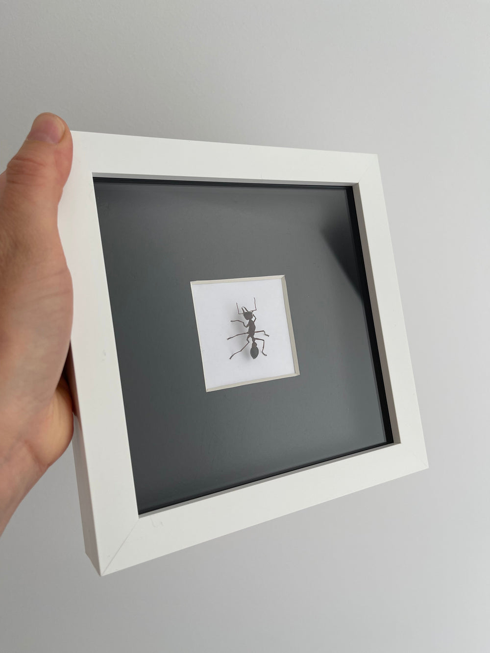 Framed Queen Ant Specimen- Myrmecia brevinoda