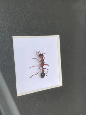Framed Queen Ant Specimen- Myrmecia brevinoda