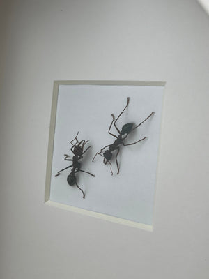 Framed Queen Ant +Worker Specimen- Myrmecia simillima