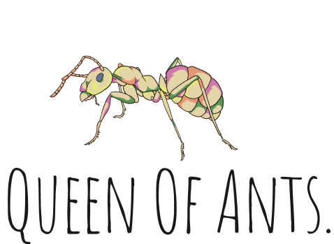 Spiny ant queen- Polyrhachis Phryne