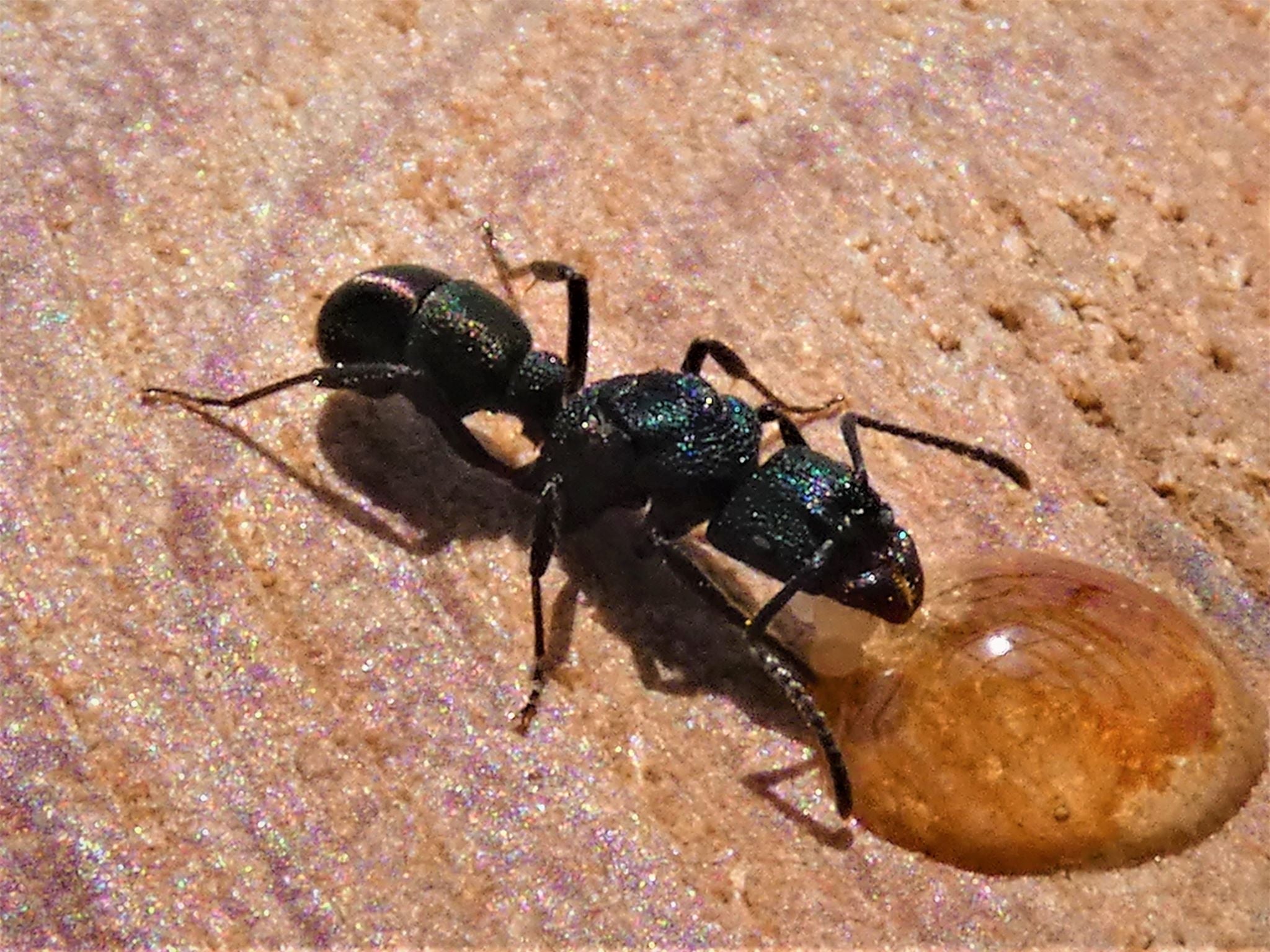 Green Headed Ant Queen- Rhytidoponera Metallica – Queen Of Ants