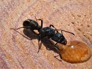 Green Headed Ant Queen- Rhytidoponera Metallica