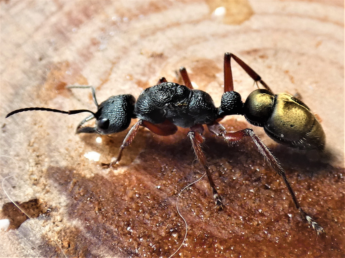 Golden Tailed Bull Ant Queen + 8-9 Workers- Myrmecia Fulvipes – Queen ...