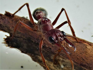 giant red myrmecia bull ant queen- myrmecia brevinoda