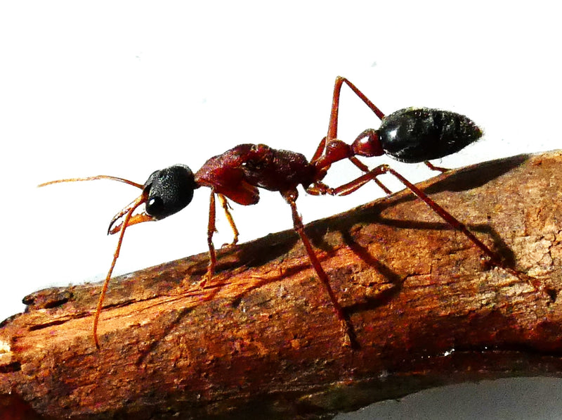 Myrmecia nigriceps australian bull ant queen- Queen of Ants