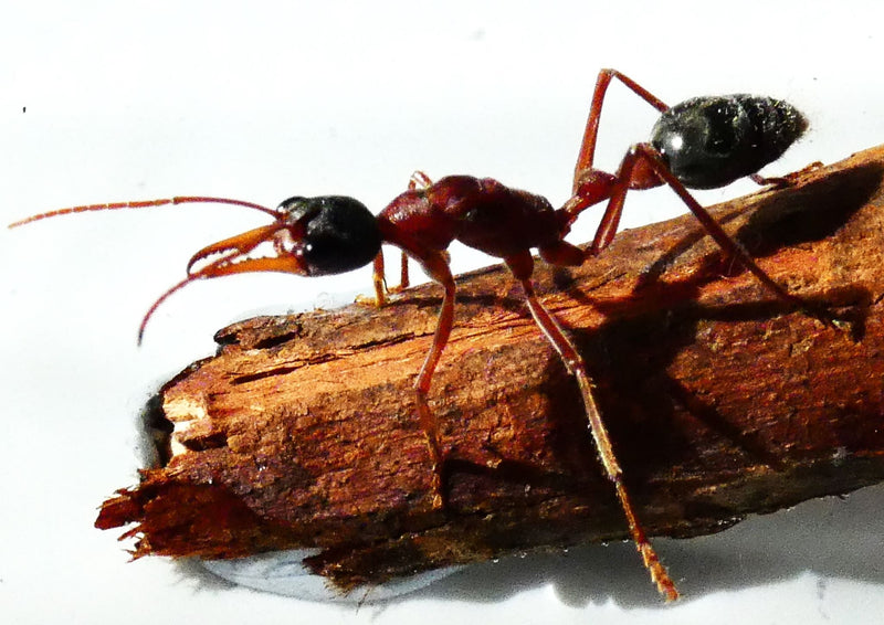 Myrmecia nigriceps australian bull ant queen- Queen of Ants