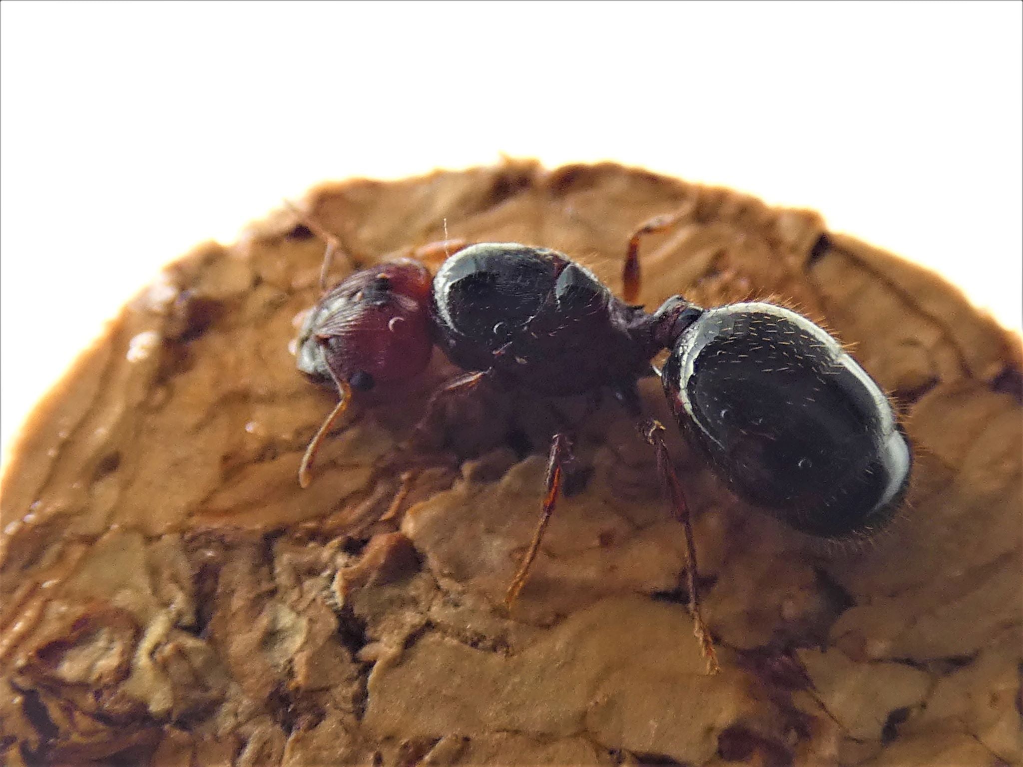 Big Headed Ant Queen + Workers- Pheidole Sp. – Queen Of Ants