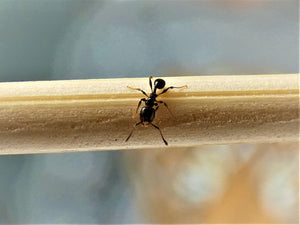 Big headed ant queen- pheidole