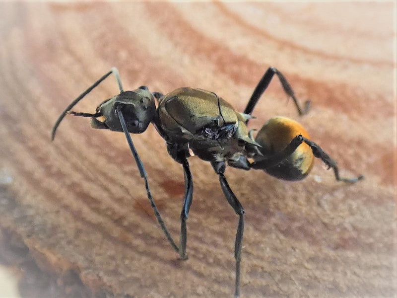 Golden tailed spoint ant queen polyrhichis ammon